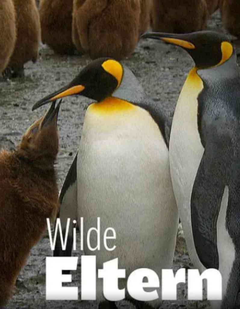 《大自然中的父母之爱 第一季》免费在线播放｜纪录片·德国