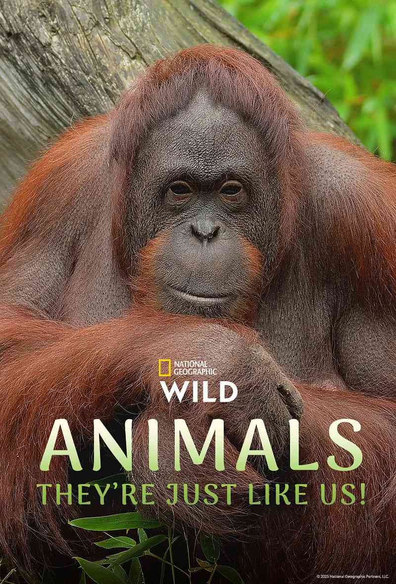 《动物，它们和我们一样！第一季》免费高清无广告在线播放|纪录片·美国·2025
