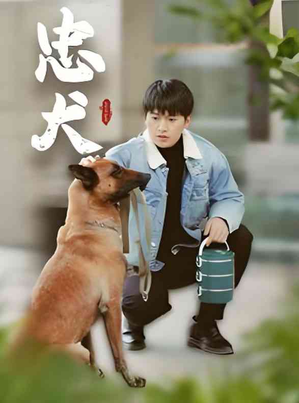 《忠犬》全集免费高清短剧无广告在线播放|短剧·中国大陆·2025  第1张
