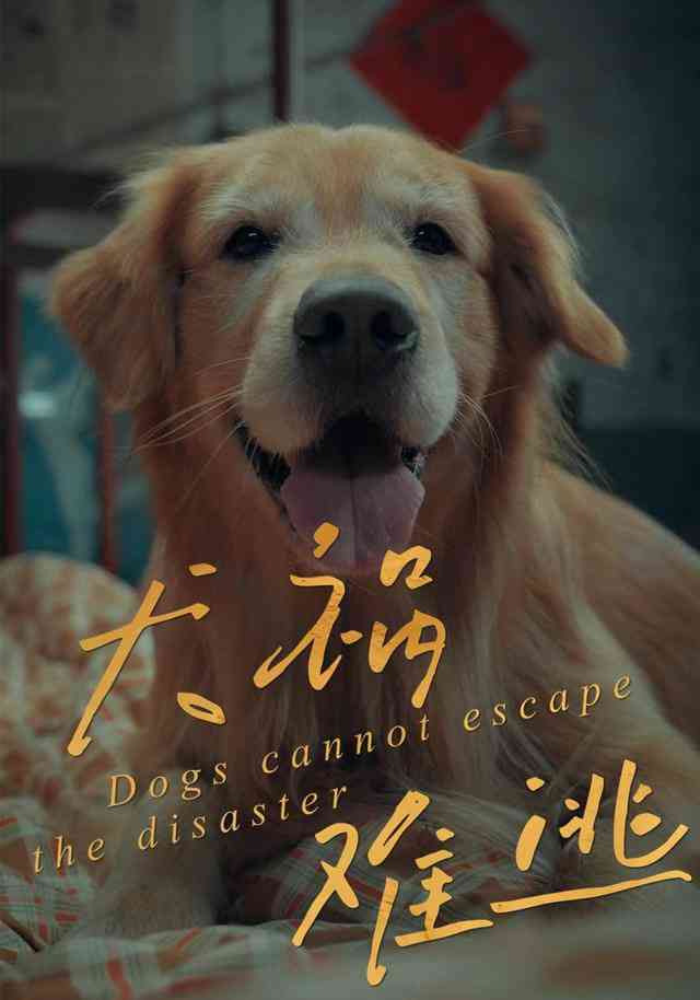 《犬祸难逃》全集免费高清短剧无广告在线播放|短剧·中国大陆·2026  第1张